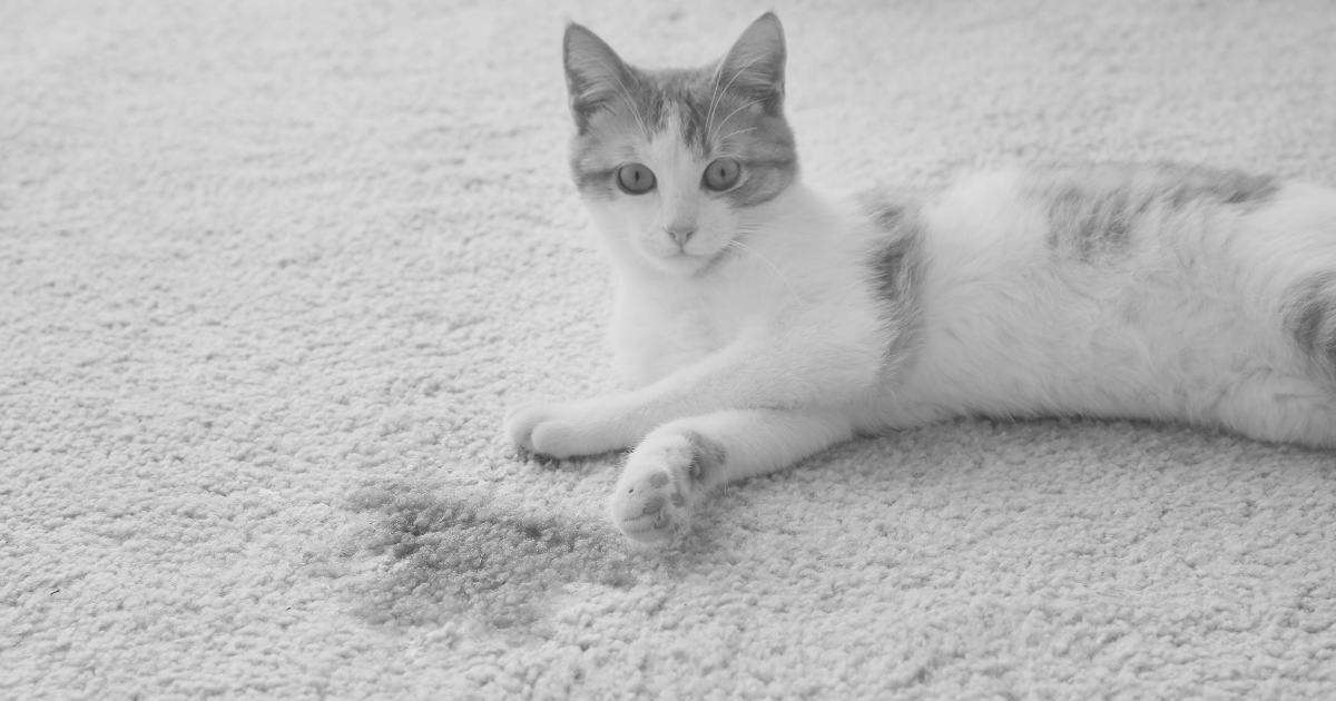 A grey and white cat lying on a pale carpet beside a damp stain