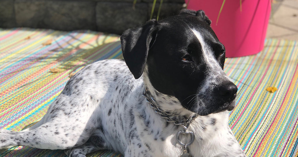 How to Clean Pet Stains & Odors