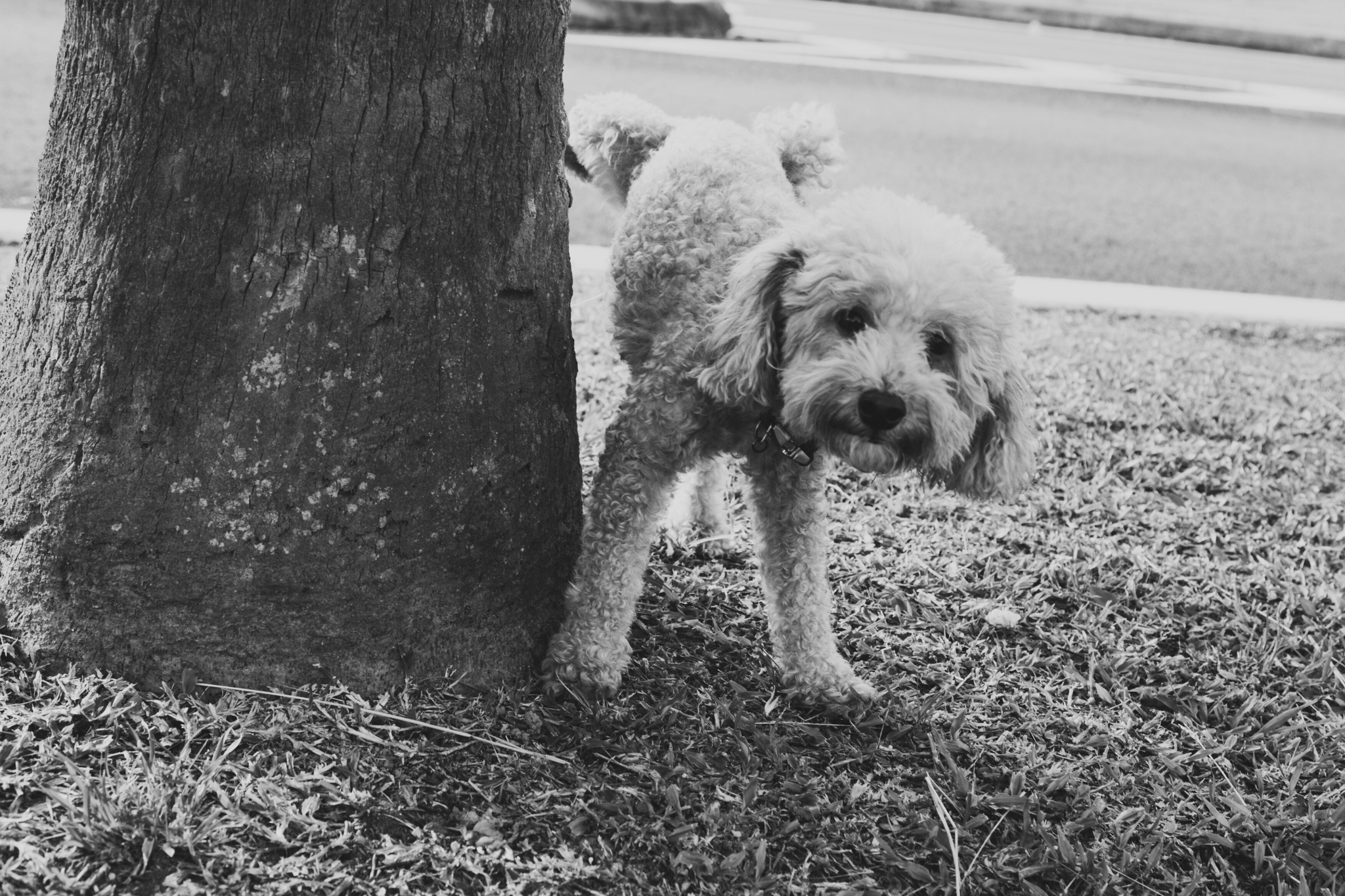 A small curly-haired dog urinating against the trunk of a tree