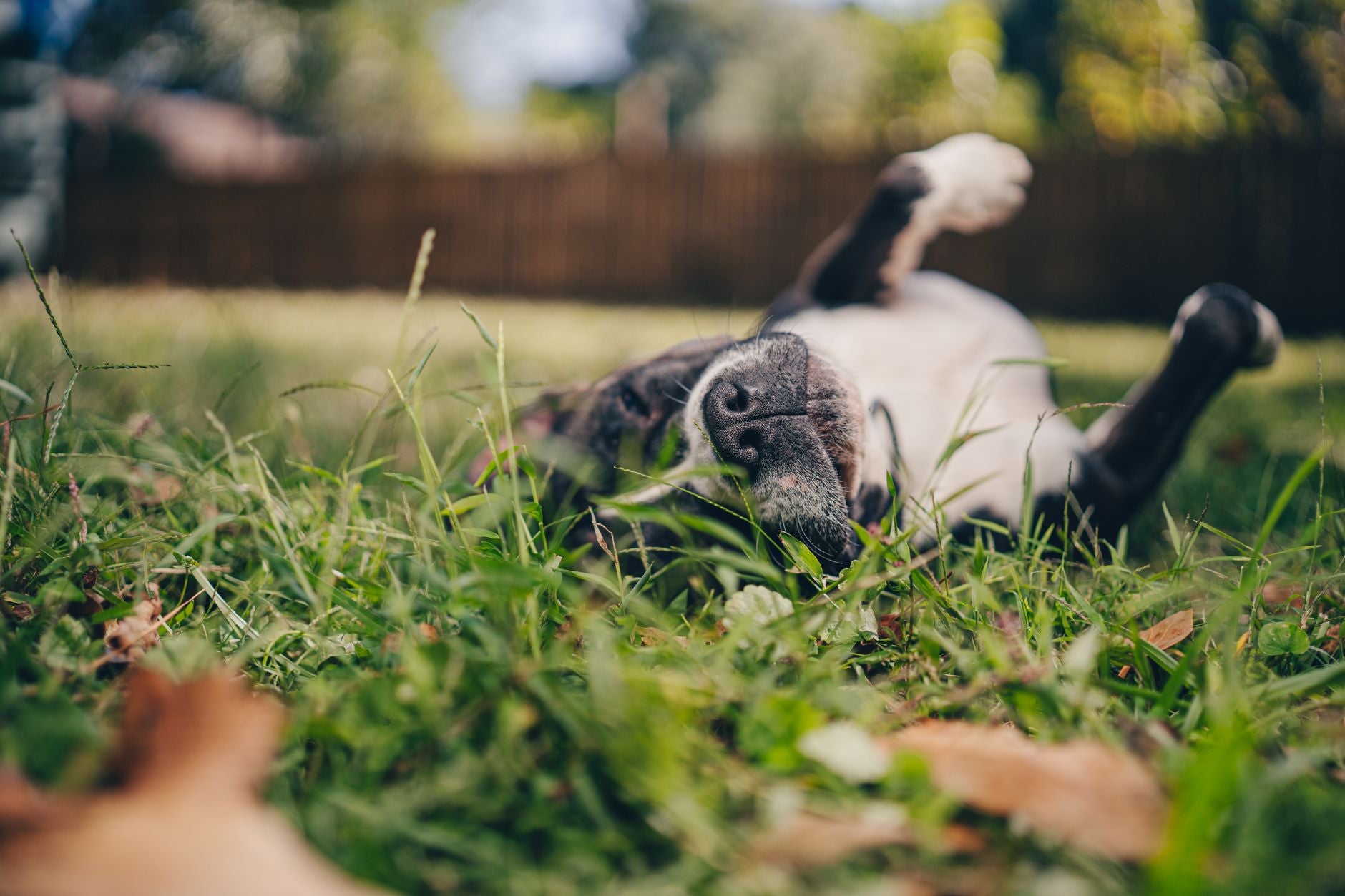A happy dog playfully rolling on grass, enjoying a sunny day outdoors