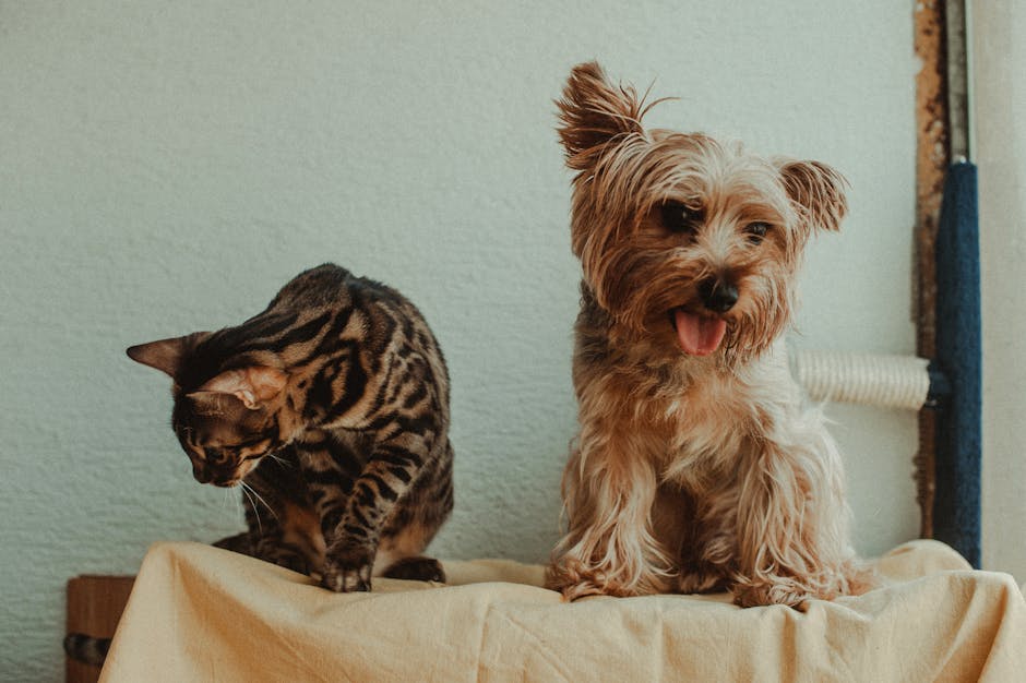 Pet at home — eco-friendly pet odor and stain remover comparison