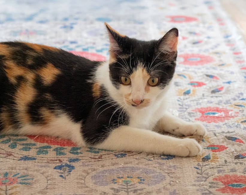 Cat sitting on carpet — enzyme cleaner for cat urine stains