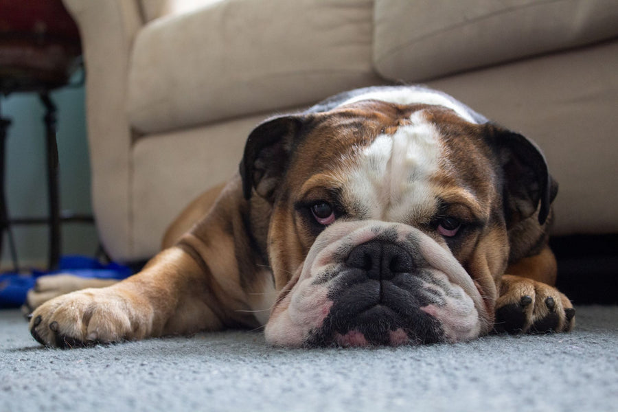 Cute English bulldog lying lazily on the carpet in a cozy home setting