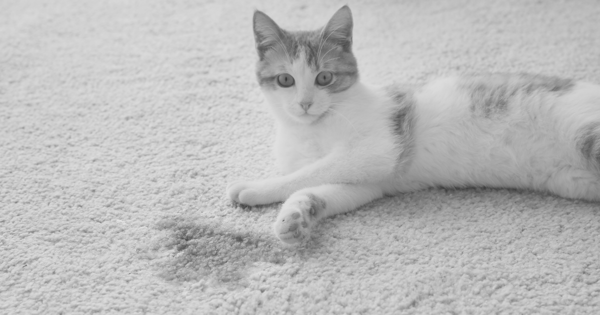 Why Cat Accidents Require Special Enzyme Cleaners