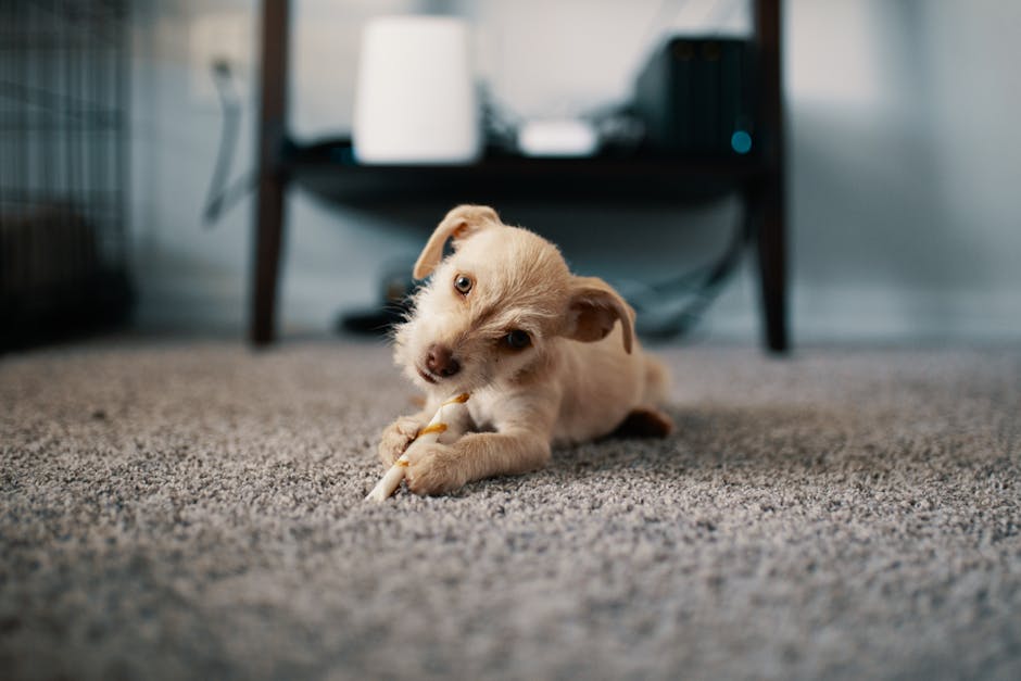 Puppy lying on carpet indoors — enzyme cleaner for dog urine stains