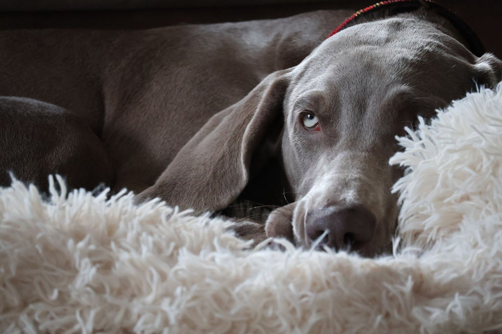 Close-up of a Weimaraner dog resting on a fluffy white rug, showcasing its calm demeanor