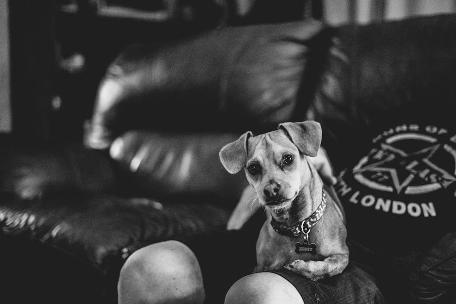 Dog resting on couch at home — how to banish pet smell