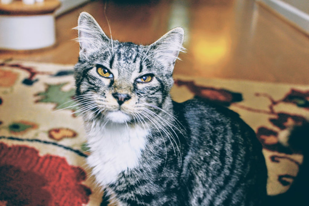 A close-up of a tabby cat with striking yellow eyes sitting on a patterned carpet